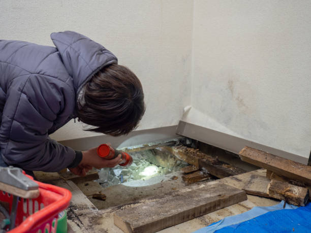 Best Mold Damage Restoration  in Sheffield, OH