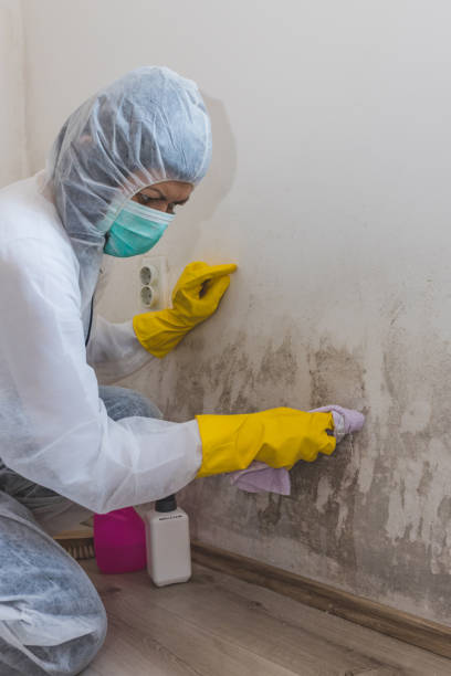 Best Mold Removal for HVAC Installations  in Sheffield, OH