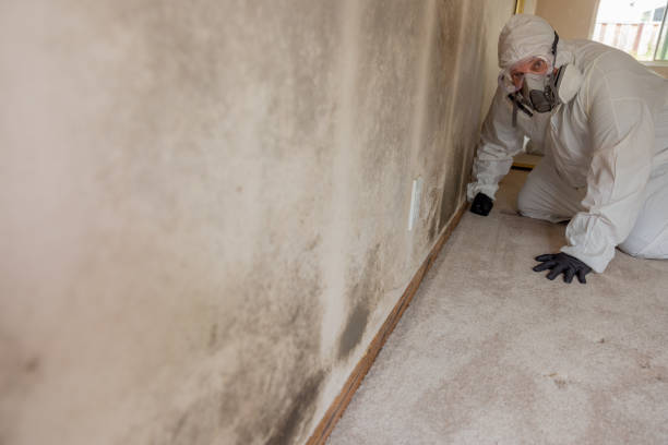 Best Real Estate Mold Inspection  in Sheffield, OH
